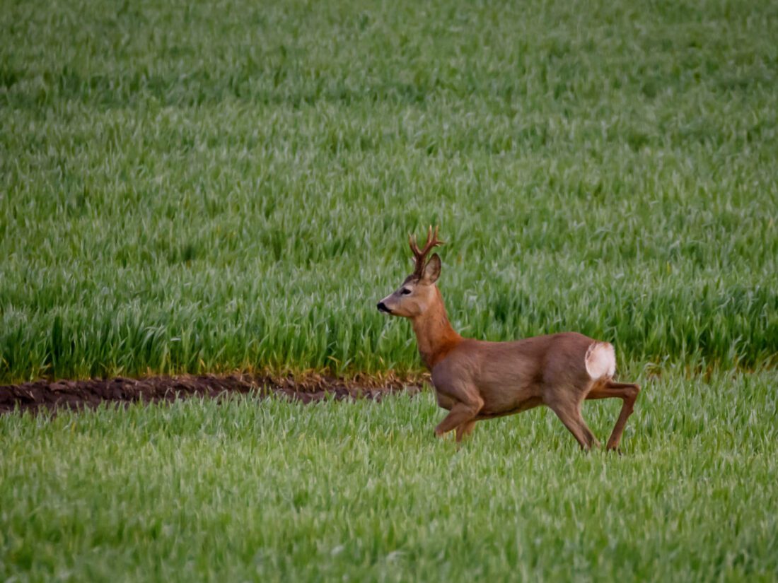 Deer control