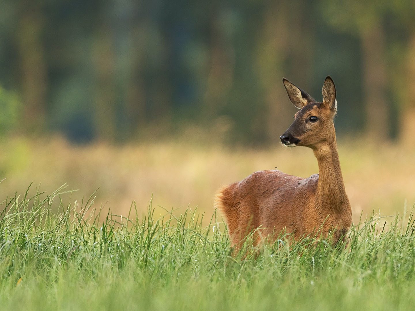 Roe Deer Control