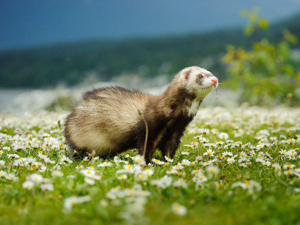 Ferreting for rabbit control