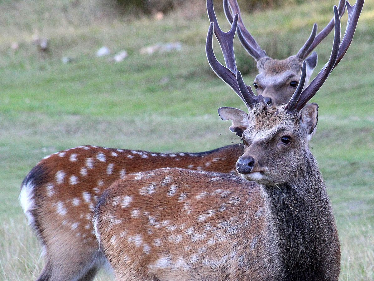 Sika deer control