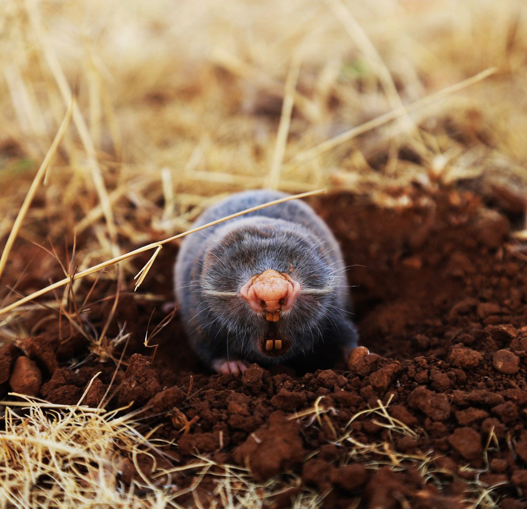 Mole control