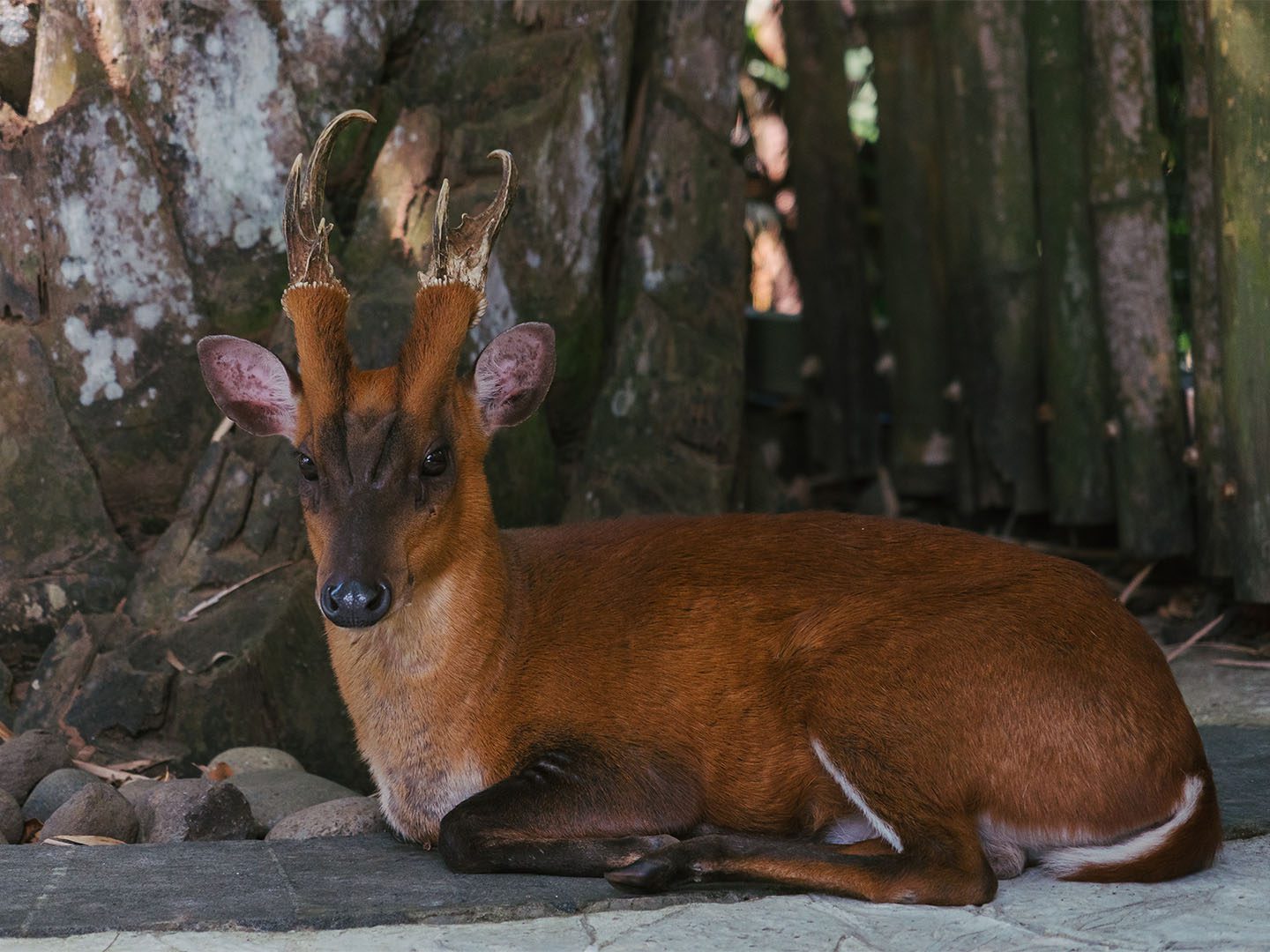 Muntjac deer control