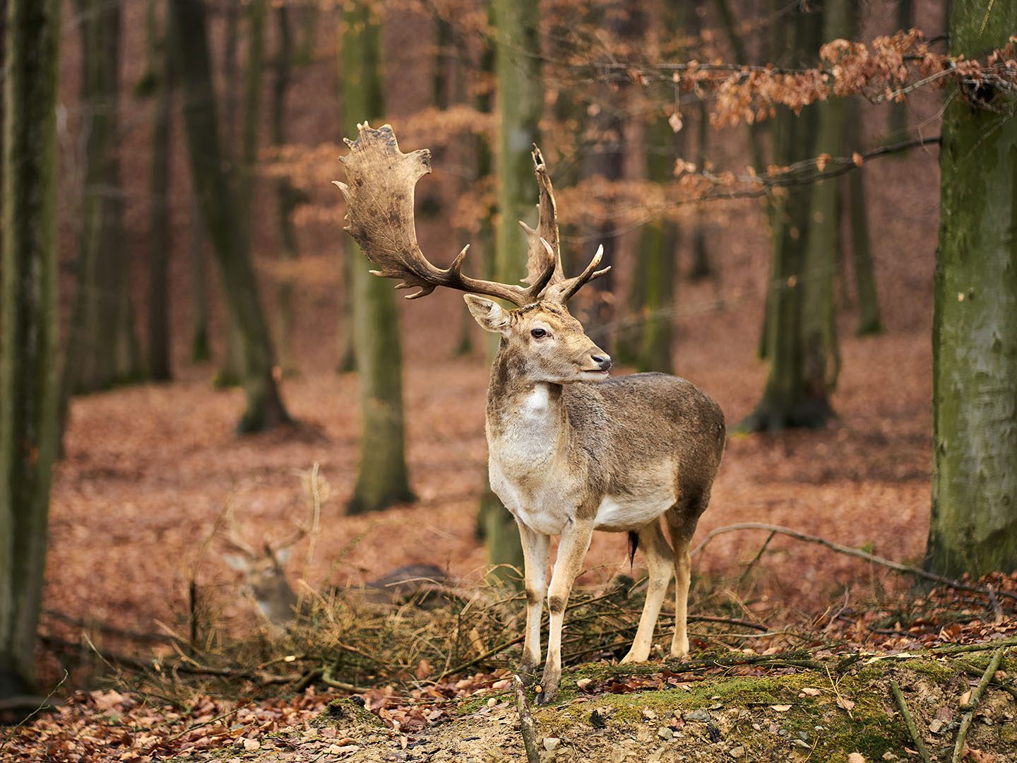 Fallow deer control