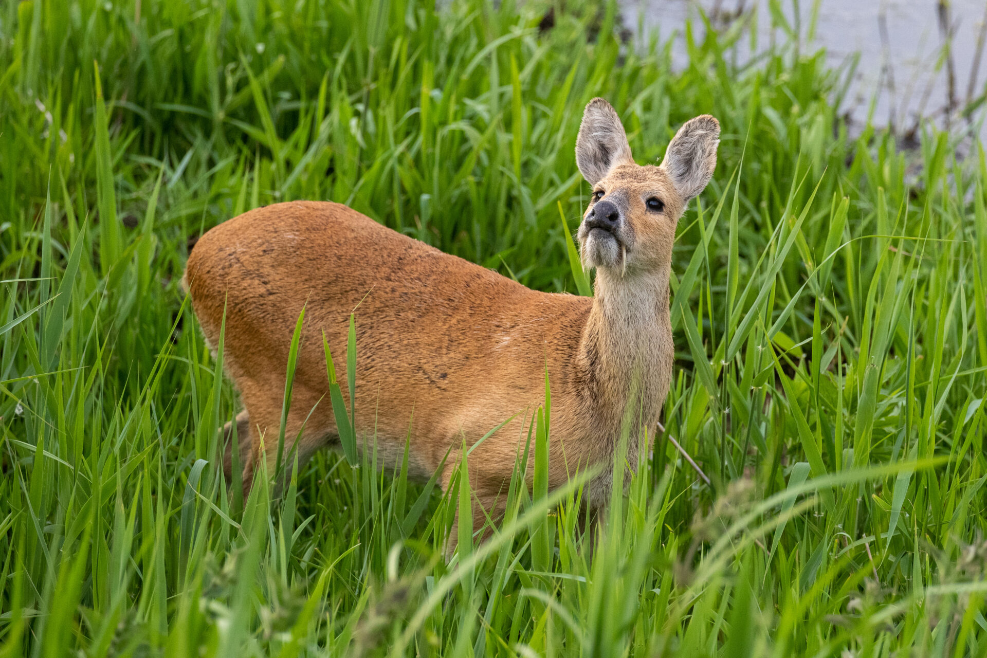 Deer control