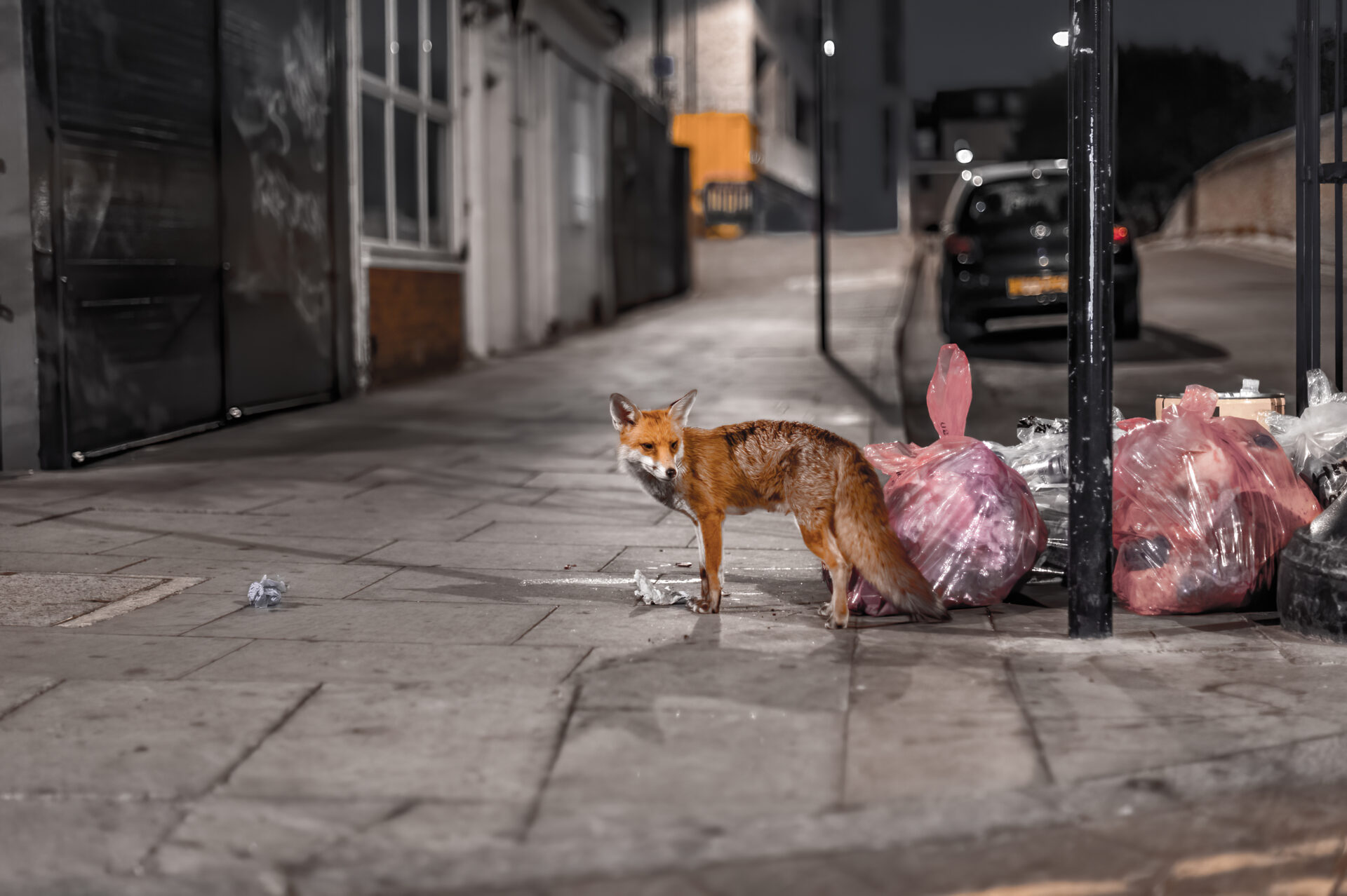 Urban fox control