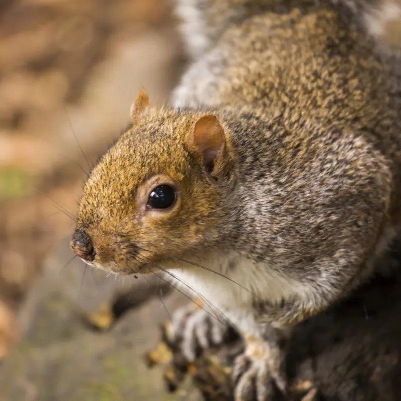 Squirrel wildlife control